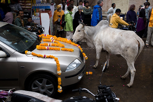 Индия и ёршики