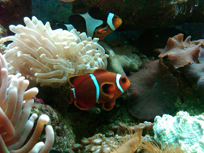pairing%20nemo.jpg