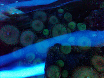 polyp.jpg