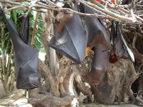 bat alas kedaton