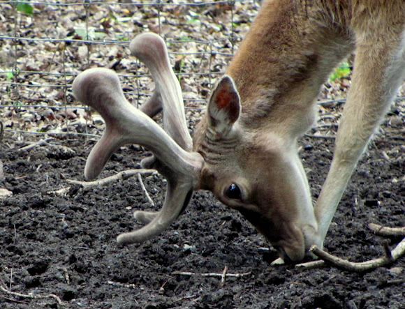 Spotting Image 1