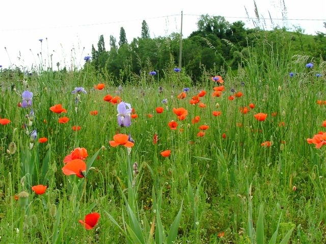 [Papaveri Maggio 2010 072[3].jpg]