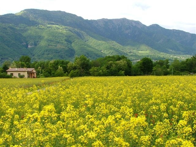 [Papaveri Maggio 2010 146[3].jpg]