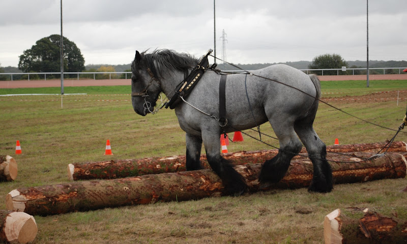 Championnat de France et journées internationales de l'attelage: Lisieux 2009 Traction%20%2858%29