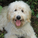 Sire Madrone Maddie