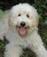 Sire Madrone Maddie