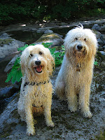 We know how to swim!
Fun summer days at the river!