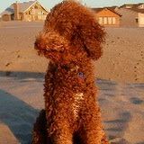Sire Balu at the beach