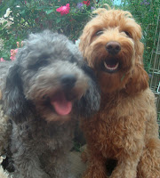 GorgeousDoodles
labradoodle 
breeders