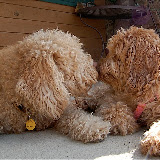 Lovable Doodle Kiss