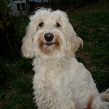 Our new Mama Labradoodle sweetheart<br />
 Escade is a happy lovable breeding female dog.