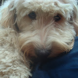 Lovely brown eyes, our Labradoodle sweetheart.