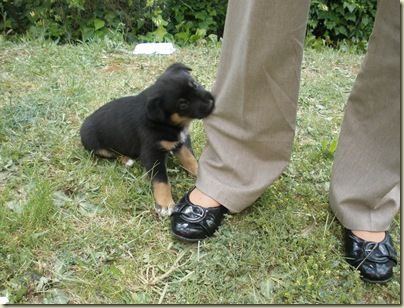 Getman Sheppard Last Breed Dogs Getman Sheppard Last Breed Dogs