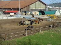 Saignelégier Photo