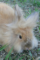 lionhead4.jpg