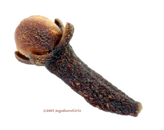 [clove[3].jpg]
