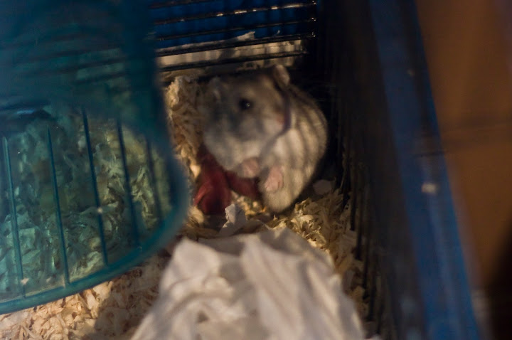 IMAGE: http://lh6.ggpht.com/_fuX-IMOy8IY/Su1oh6iZejI/AAAAAAAAPGc/1AOJ3ARMomQ/s720/2009_10_31_2965a.jpg