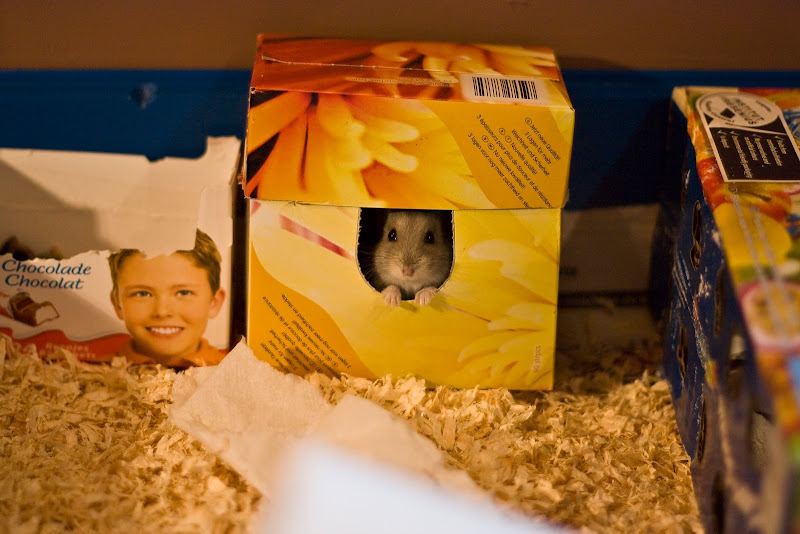 IMAGE: http://lh6.ggpht.com/_fuX-IMOy8IY/SuxvWEWdIuI/AAAAAAAAO9k/5Y2u69Dgk4U/s800/2009_10_30_2806a.jpg