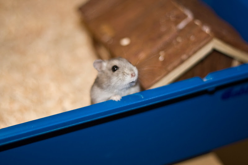 IMAGE: http://lh6.ggpht.com/_fuX-IMOy8IY/SuyzEPsNjhI/AAAAAAAAPFI/P6PeBGjb0Mo/s800/2009_10_30_2815a.jpg