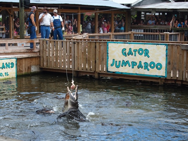 [Jumparoo2[4].jpg]