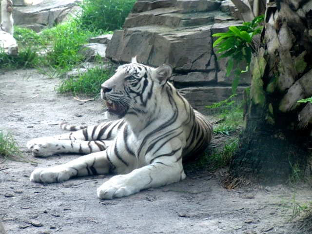 [Tijger[4].jpg]