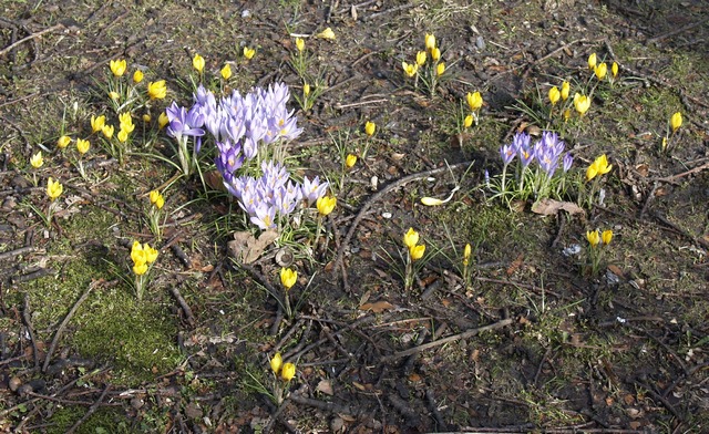 Spring flowers