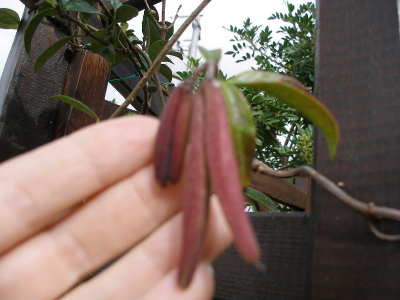 PA300013.JPG