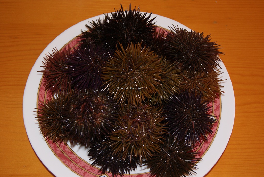 [Plato de Erizos[13].jpg]