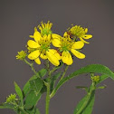 Common Wingstem