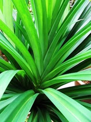 pandan