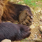 Bear photography in Romania