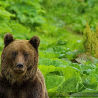 Bear photography in Romania