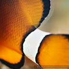 Exotic Fish Photography on the Cheap
