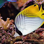 Exotic Fish Photography on the Cheap