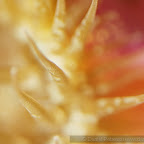 Exotic Fish Photography on the Cheap