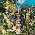 Exotic Fish Photography on the Cheap