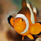 Exotic Fish Photography on the Cheap