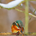 Kingfisher_Alcedo_Atthis_Pescarelul_Albastru_by_Daniel_Petrescu