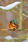 Kingfisher_Alcedo_Atthis_Pescarelul_Albastru_005.JPG