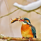 Kingfisher_Alcedo_Atthis_Pescarelul_Albastru_by_Daniel_Petrescu
