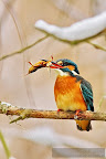 Kingfisher_Alcedo_Atthis_Pescarelul_Albastru_008.JPG