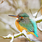 Kingfisher_Alcedo_Atthis_Pescarelul_Albastru_by_Daniel_Petrescu
