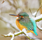 Kingfisher_Alcedo_Atthis_Pescarelul_Albastru_010.JPG