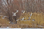 Mallard (Anas plathirynchos).JPG
