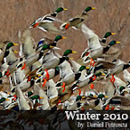 Winter 2010 Danube Delta