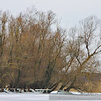 Winter-2010-Danube-Delta_by_Daniel_Petrescu