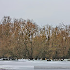 Winter-2010-Danube-Delta_by_Daniel_Petrescu