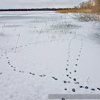 Winter-2010-Danube-Delta_by_Daniel_Petrescu