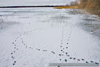 Animal-tracks-in-iceFrozen-lake-in-the-Danube-Delta_2.JPG