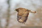 Common Buzzard (Buteo buteo).JPG